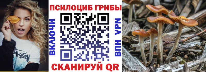 Купить закладки  Новый Оскол  Псилоцибиновые грибы Psilocybe 